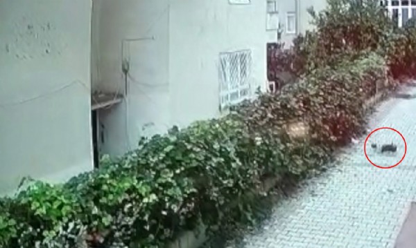 Antalya'da vahşet! Bebeği poşete koyup camdan attılar...